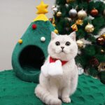 Christmas Tree Cat Bed House Green Cave - Image 2