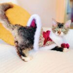 Sphynx Cat Clothes Warm Upscale Couple Cape - Image 15