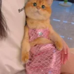 Mermaid Cat Costume Funny Photo Prop Clothes - Image 9
