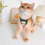Summer Clashing Cat Vest 3 Color Pet Clothes - Image 9