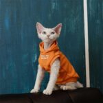 Cat Clothes Sphynx Hairless Cat Hoodie - Image 6