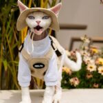 Sphynx Cat Vest 3 Color Devon Hairless Cat Clothes - Image 9