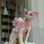 Cowboy Hairless Cat Clothes Hat Sphynx Leash - Image 3