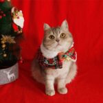 Christmas Cat Hooded Clothes Warm Cape - Image 3