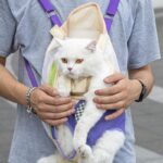 Cat Carrier Front Pack Sling Bag 8 Color Backpack - Image 8