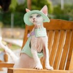 Cowboy Hairless Cat Clothes Hat Sphynx Leash - Image 18