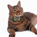 College Style Bow Cat Collar - Image 9