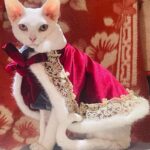 Sphynx Cat Clothes Warm Upscale Couple Cape - Image 12