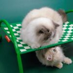Memphis Pet Sofa Chair Cat Elevated Bed - Image 3
