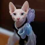 Fairy Bow Adjustable Cat Collar - Image 7