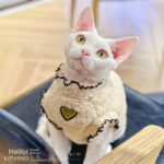 Soft Lambswool Hairless Cat Clothes - Image 6