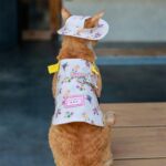 Cowboy Hairless Cat Clothes Hat Sphynx Leash - Image 22