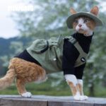 Sphynx Cat Vest 3 Color Devon Hairless Cat Clothes
