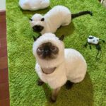 Sheep Funny Costume Hairless Cat Halloween Clothes - Image 13