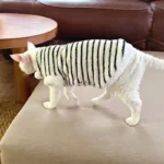 Cute Zebra Stripe Warm Clothes for Hairless Cats - Image 8