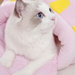 Honey Jar Cat Sleeping Bag Four Seasons Bed Cave - Image 13