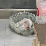 Clouds Petals Cat Bed 3 Colors Adjustable Mat - Image 12
