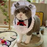 Maid Cat Cosplay Costume Cute Collar Bib - Image 5