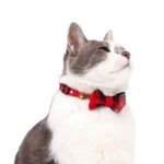 British Style Gentleman Cat Collar - Image 5