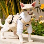 Sphynx Cat Vest 3 Color Devon Hairless Cat Clothes - Image 7