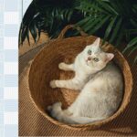 Pure Manual Wicker Cat Bed Four Seasons General - Image 3
