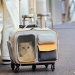 Cat Rolling Carrier Backpack With Wheels Trolley Bag - Image 11