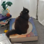 Fantasy Magic Book Cat Scratcher Bed - Image 9