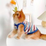 Summer Clashing Cat Vest 3 Color Pet Clothes - Image 5