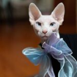 Fairy Bow Adjustable Cat Collar - Image 9
