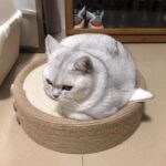 Cute Pig Cat Bed Round Scratching Pad - Image 17