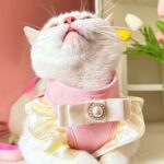 Princess Cute Cat Leash Carrier Harness - Image 5