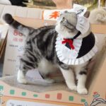 Maid Cat Cosplay Costume Cute Collar Bib - Image 12