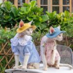Hairless Cat Clothes Devon 16 Color Sunscreen Sun Hat - Image 4