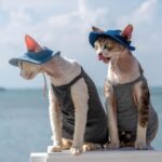 Hairless Cat Clothes Devon 16 Color Sunscreen Sun Hat - Image 5
