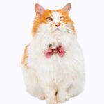 Ruffled Gemstone Bow Cat Collar - Image 9
