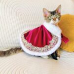 Sphynx Cat Clothes Warm Upscale Couple Cape - Image 16