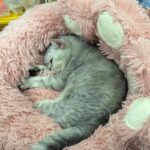 Green Monster Cat Sofa Fluffy Cat Bed Couch - Image 24