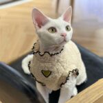 Soft Lambswool Hairless Cat Clothes - Image 4