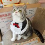Maid Cat Cosplay Costume Cute Collar Bib - Image 7