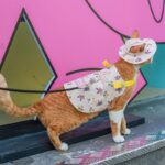 Cowboy Hairless Cat Clothes Hat Sphynx Leash - Image 23