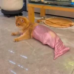Mermaid Cat Costume Funny Photo Prop Clothes - Image 8
