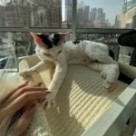 Luxury Minimalist Cat Climbing Tree Scratching Bed - Image 5