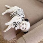 Cute Zebra Stripe Warm Clothes for Hairless Cats - Image 12