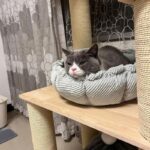 Clouds Petals Cat Bed 3 Colors Adjustable Mat - Image 10
