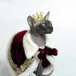 Sphynx Cat Clothes Warm Upscale Couple Cape - Image 7