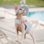 Cowboy Hairless Cat Clothes Hat Sphynx Leash - Image 15