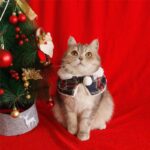 Christmas Cat Hooded Clothes Warm Cape - Image 5