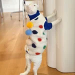 Devon Sphynx Hairless Cat Clothes Vest - Image 3