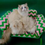 Memphis Pet Sofa Chair Cat Elevated Bed - Image 2