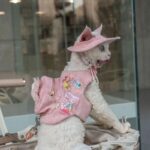 Cowboy Hairless Cat Clothes Hat Sphynx Leash - Image 2